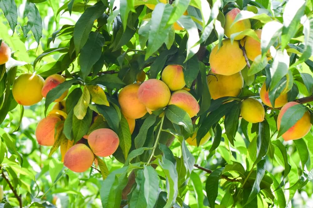 A close-up of ripe peaches growing on a tree among green leaves.