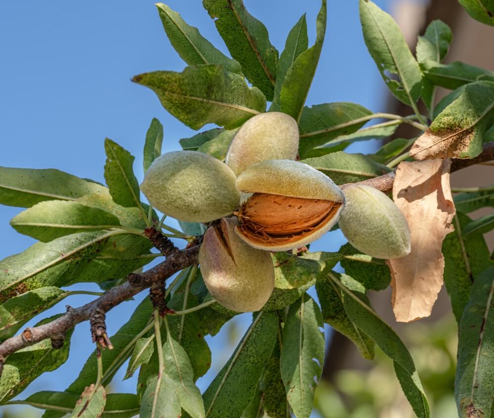 Close-up of an almond tree branch with green leaves and a cluster of almonds, one of which has its hull split open to reveal the brown shell inside.
