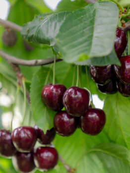 Clusters of ripe, dark red cherries hang from a tree branch surrounded by green leaves.