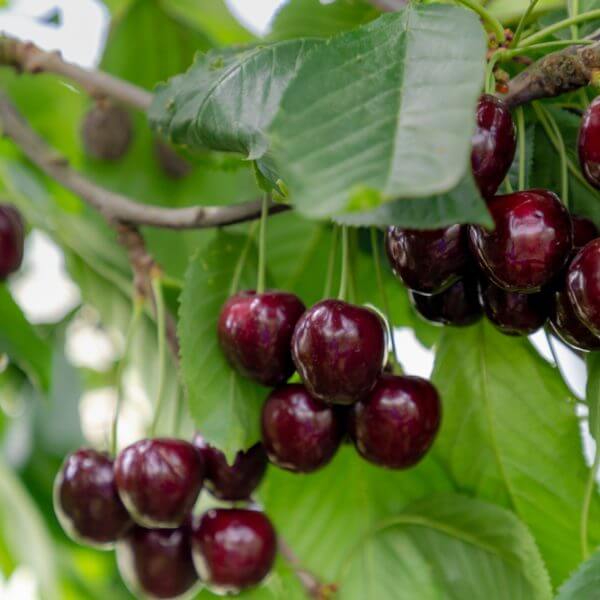 Clusters of ripe, dark red cherries hang from a tree branch surrounded by green leaves.