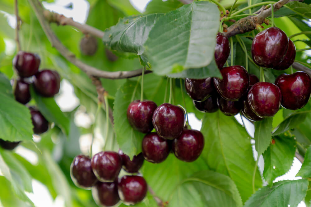 Clusters of ripe, dark red cherries hang from a tree branch surrounded by green leaves.