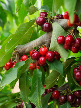 Clusters of ripe red cherries growing on tree branches among green leaves.