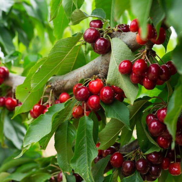Clusters of ripe red cherries growing on tree branches among green leaves.
