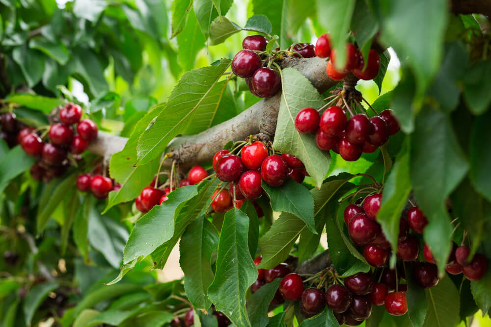 Clusters of ripe red cherries growing on tree branches among green leaves.