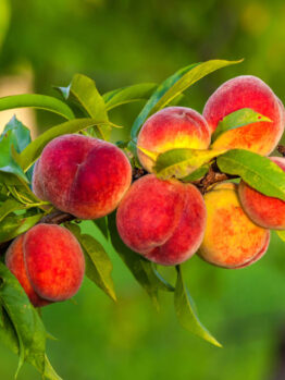 A cluster of ripe, red and yellow peaches growing on a tree branch with green leaves in an outdoor setting.