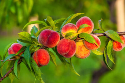 A cluster of ripe, red and yellow peaches growing on a tree branch with green leaves in an outdoor setting.