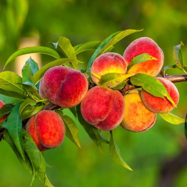 A cluster of ripe, red and yellow peaches growing on a tree branch with green leaves in an outdoor setting.