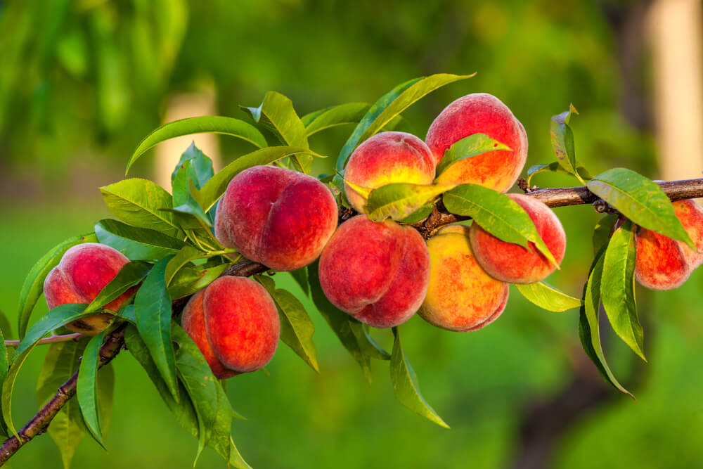 A cluster of ripe, red and yellow peaches growing on a tree branch with green leaves in an outdoor setting.