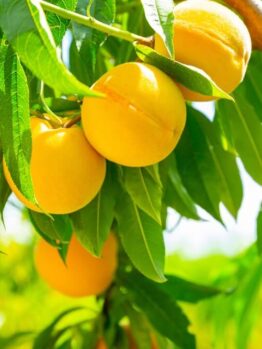 Ripe yellow peaches hanging on a tree branch surrounded by green leaves in bright sunlight.