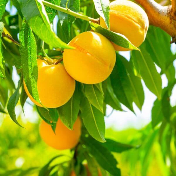 Ripe yellow peaches hanging on a tree branch surrounded by green leaves in bright sunlight.