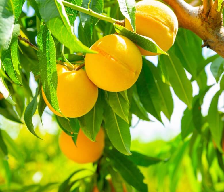 Ripe yellow peaches hanging on a tree branch surrounded by green leaves in bright sunlight.