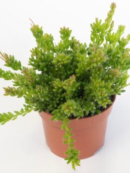 A Rhipsalis 'Clumpy Mistletoe Cactus' in a 13cm hanging basket, displayed against a plain white background.