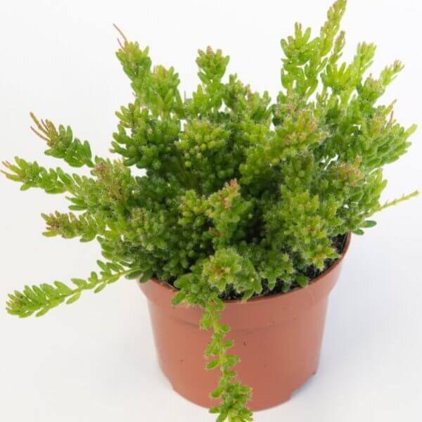 A Rhipsalis 'Clumpy Mistletoe Cactus' in a 13cm hanging basket, displayed against a plain white background.