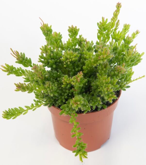 A Rhipsalis 'Clumpy Mistletoe Cactus' in a 13cm hanging basket, displayed against a plain white background.