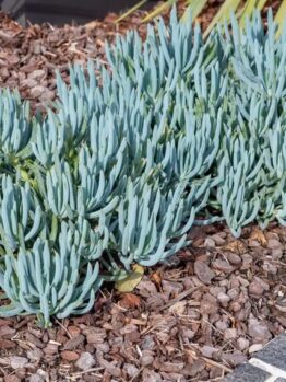 Cluster of blue-green succulent plants growing in mulch next to a tiled path and palm leaves.