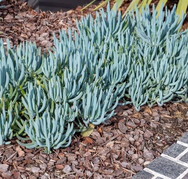 Cluster of blue-green succulent plants growing in mulch next to a tiled path and palm leaves.