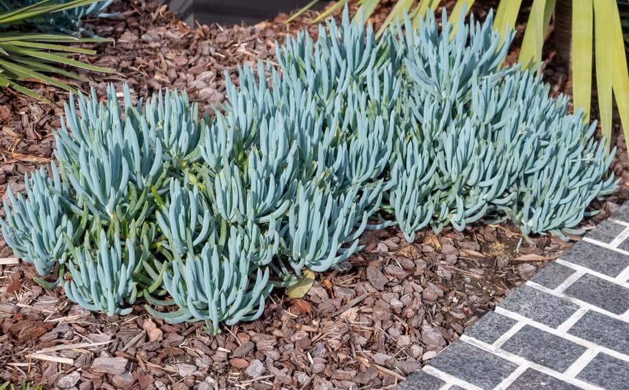 Cluster of blue-green succulent plants growing in mulch next to a tiled path and palm leaves.