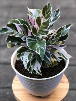 A Calathea 'Fusion White' 8" Pot, featuring striking green, white, and pink variegated leaves, sits on a small wooden stool against a tiled backdrop, bringing elegance and charm to your indoor space.