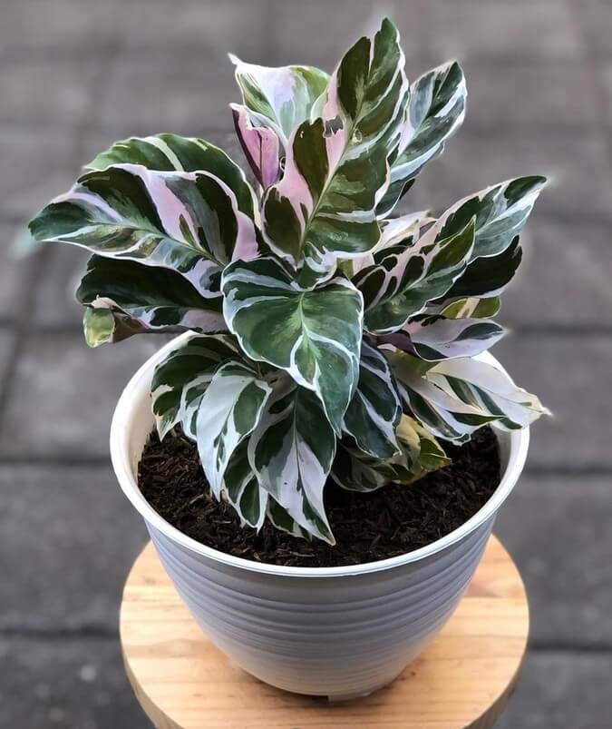 A Calathea 'Fusion White' 8" Pot, featuring striking green, white, and pink variegated leaves, sits on a small wooden stool against a tiled backdrop, bringing elegance and charm to your indoor space.
