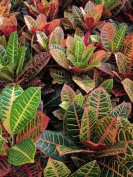 Close-up of numerous Croton plants with vibrant green, yellow, red, and orange leaves featuring distinct veins.