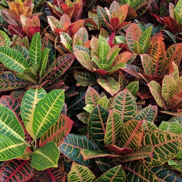 Close-up of numerous Croton plants with vibrant green, yellow, red, and orange leaves featuring distinct veins.