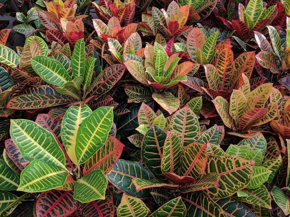 Close-up of numerous Croton plants with vibrant green, yellow, red, and orange leaves featuring distinct veins.