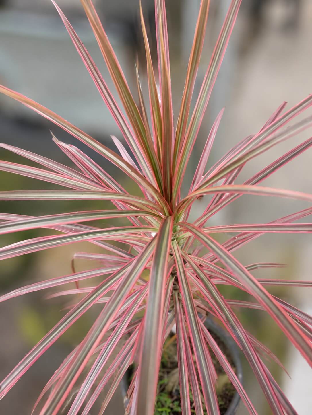 Close-up of a Dracaena marginata plant with long, narrow, pointed leaves that are green with pink edges, radiating outwards from the centre.