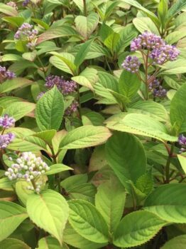Dichroa febrifuga 'Evergreen Hydrangea' in a 15cm pot features clusters of small purple flowers and green leaves, growing densely—perfect for outdoor gardens.