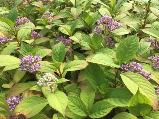 Dichroa febrifuga 'Evergreen Hydrangea' in a 15cm pot features clusters of small purple flowers and green leaves, growing densely—perfect for outdoor gardens.