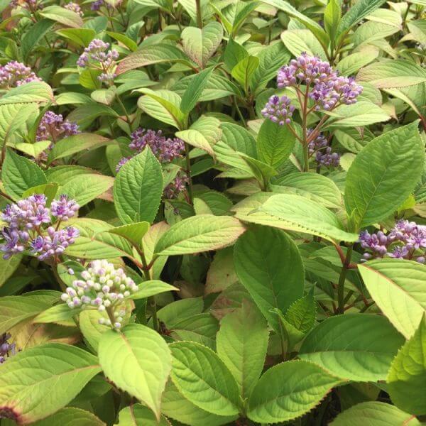 Dichroa febrifuga 'Evergreen Hydrangea' in a 15cm pot features clusters of small purple flowers and green leaves, growing densely—perfect for outdoor gardens.