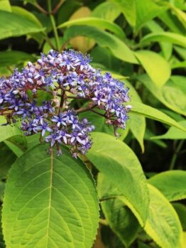 A cluster of small purple flowers blooms atop a stem surrounded by broad, green leaves in a lush outdoor setting.