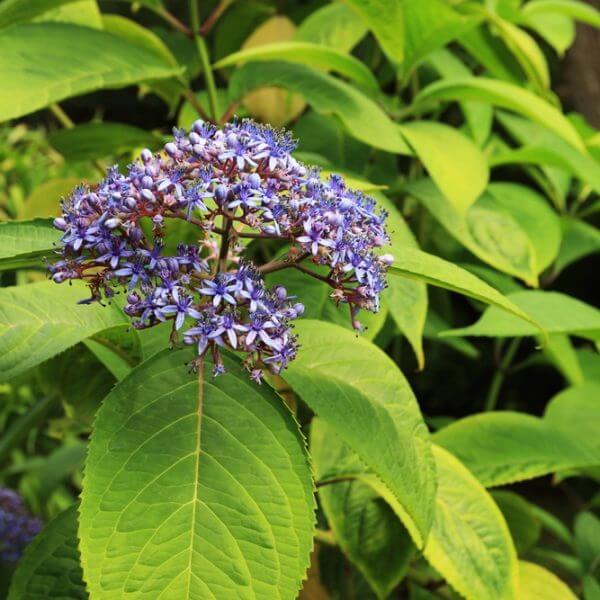 A cluster of small purple flowers blooms atop a stem surrounded by broad, green leaves in a lush outdoor setting.