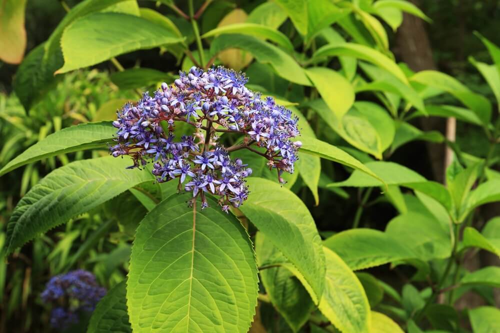 A cluster of small purple flowers blooms atop a stem surrounded by broad, green leaves in a lush outdoor setting.