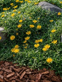 Yellow flowers grow among green foliage, surrounded by large grey rocks and brown wood mulch in a landscaped garden.