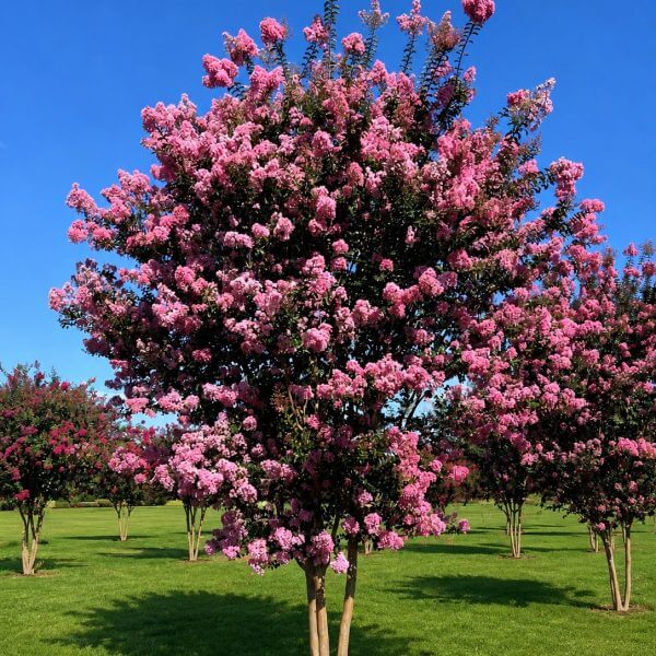 A crepe myrtle tree with abundant pink blossoms stands on a well-maintained green lawn under a clear blue sky.