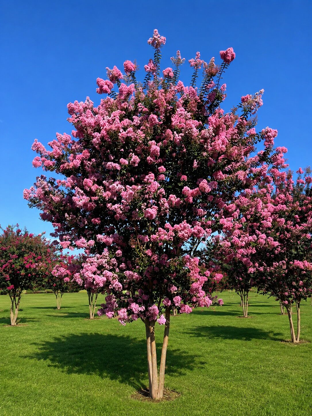 A crepe myrtle tree with abundant pink blossoms stands on a well-maintained green lawn under a clear blue sky.