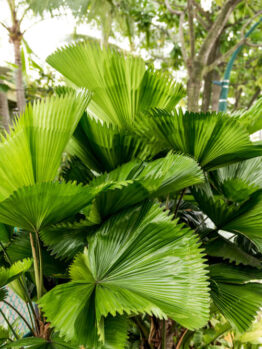 Large, fan-shaped green palm leaves grow densely in an outdoor garden area near a paved path and trees.