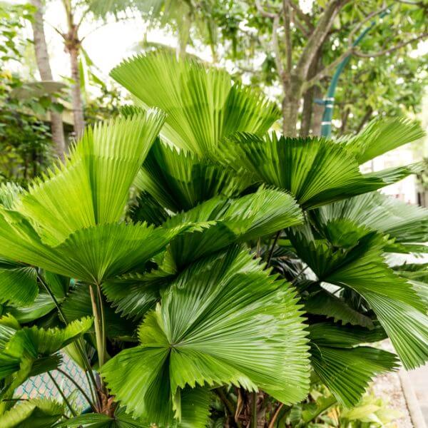Large, fan-shaped green palm leaves grow densely in an outdoor garden area near a paved path and trees.