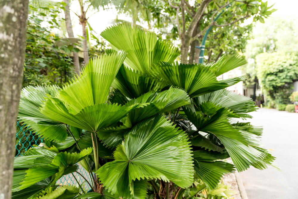 Large, fan-shaped green palm leaves grow densely in an outdoor garden area near a paved path and trees.