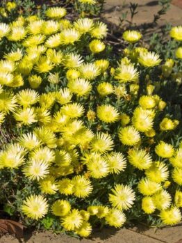 A cluster of bright yellow ice plant flowers in bloom, growing densely along a garden path in sunlight.