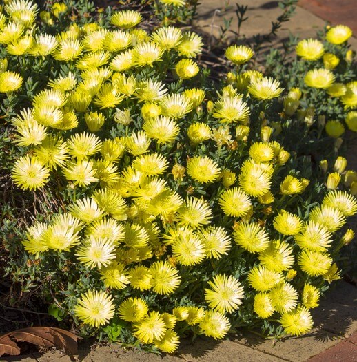 A cluster of bright yellow ice plant flowers in bloom, growing densely along a garden path in sunlight.