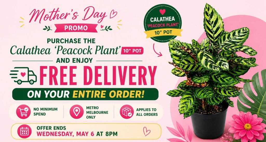 Celebrate Mother’s Day with our Plant Nursery promo—enjoy free delivery on all orders when you purchase a 10" Calathea peacock plant. Offer ends Wednesday, 6 May at 8pm.