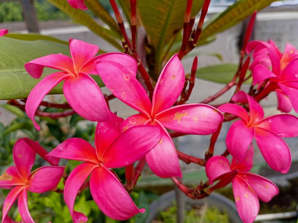 Plumeria 'Gold Nugget' Frangipani in an 8" pot features bright pink, five-petalled flowers blooming on a lush green plant outdoors.
