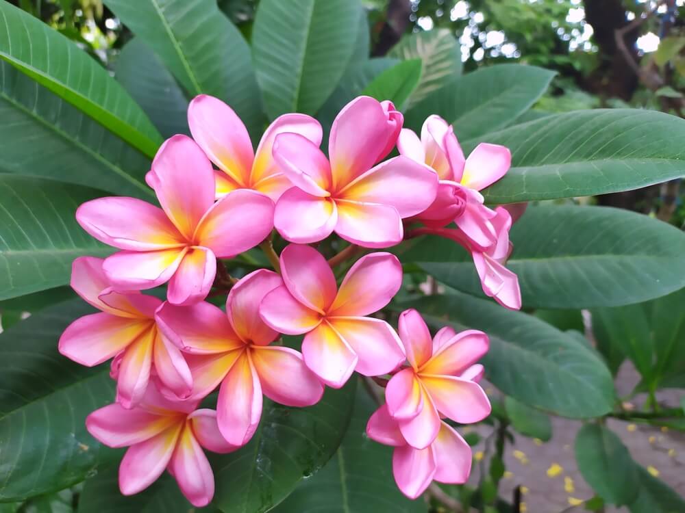 The Plumeria 'Shiraz' Frangipani 8" Pot features a cluster of pink and yellow flowers with green leaves, ideal for adding vibrant colour to your space.