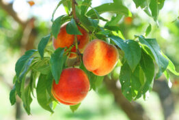 Several ripe peaches hang from a tree branch surrounded by green leaves in bright sunlight.