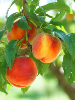 Several ripe peaches hang from a tree branch surrounded by green leaves in bright sunlight.