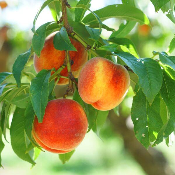Several ripe peaches hang from a tree branch surrounded by green leaves in bright sunlight.