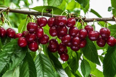 Clusters of ripe red cherries hang from a tree branch surrounded by green leaves, near the golden fruit forming on a Prunus 'Divinity' Apricot (Bare Root).
