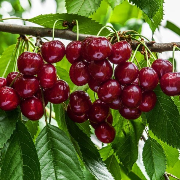 Clusters of ripe red cherries hang from a tree branch surrounded by green leaves, near the golden fruit forming on a Prunus 'Divinity' Apricot (Bare Root).
