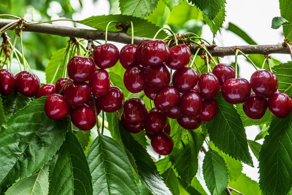 Clusters of ripe red cherries hang from a tree branch surrounded by green leaves, near the golden fruit forming on a Prunus 'Divinity' Apricot (Bare Root).